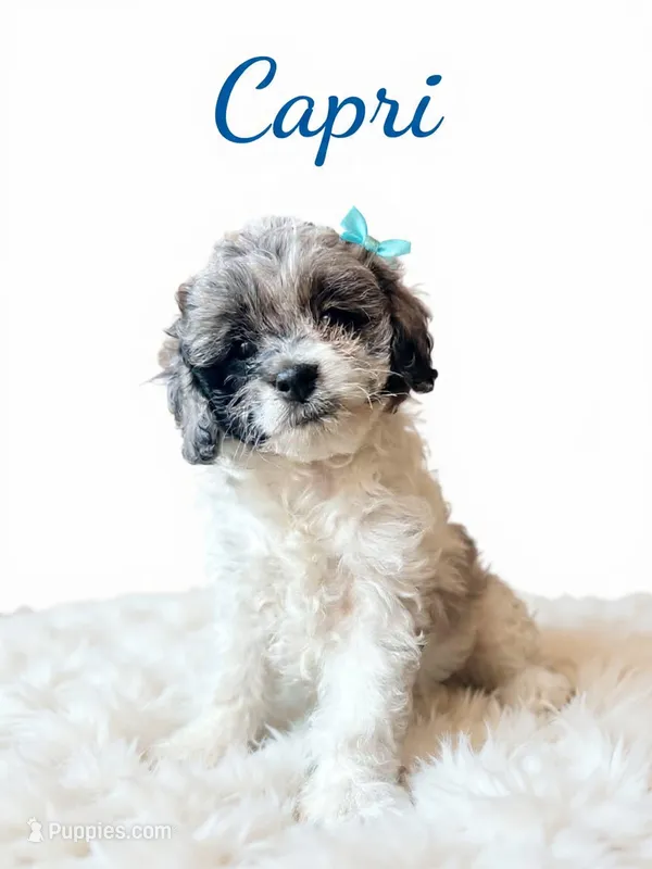 Mini Capri – Cockapoo puppy for sale in Port Richey, FL