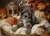 Echo , a male Cavapoo for sale in Spring Hill, FL – 9 of 10