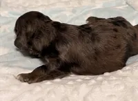 Echo , a male Cavapoo for sale in Spring Hill, FL – 3 of 10