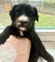 Liberty, a female Miniature Bernedoodle for sale in Spring Hill, FL – 8 of 10