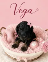 Vega, a female Miniature Bernedoodle and Miniature Aussiedoodle for sale in Spring Hill, FL – 1 of 7