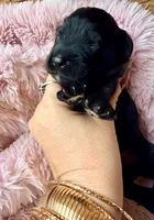 Astra, a female Miniature Bernedoodle and Miniature Aussiedoodle for sale in Spring Hill, FL – 6 of 8