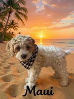 Maui, a male Cockapoo and Cocker Spaniel for sale in Spring Hill, FL – 6 of 10