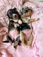 Skye, a female Toy Australian Shepherd and Miniature Aussiedoodle for sale in Spring Hill, FL – 9 of 10