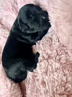 Raven , a female Miniature Bernedoodle and Miniature Aussiedoodle for sale in Spring Hill, FL – 6 of 6