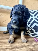 Vega, a female Miniature Bernedoodle and Miniature Aussiedoodle for sale in Spring Hill, FL – 9 of 10