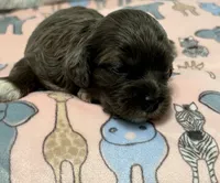 Ella, a female Cavapoo for sale in Spring Hill, FL – 10 of 10