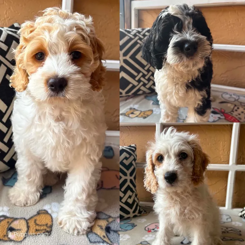 Maui – Cockapoo, Cocker Spaniel puppy for sale in Spring Hill, FL