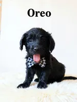 Oreo, a male Goldendoodle for sale in Spring Hill, FL – 4 of 10