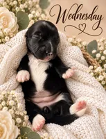 Wednesday , a female Miniature Dachshund for sale in Spring Hill, FL – 4 of 10