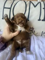Boo, a male Miniature Goldendoodle for sale in Spring Hill, FL – 5 of 8