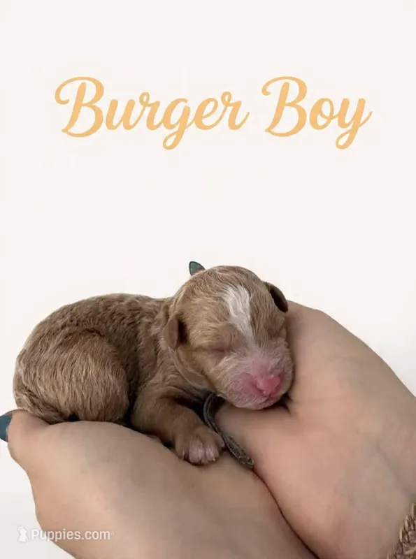 Burger Micro Mini  – Miniature Goldendoodle puppy for sale in Spring Hill, FL