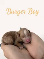 Burger Micro Mini , a male Miniature Goldendoodle for sale in Spring Hill, FL – 1 of 8