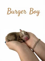 Burger Micro Mini , a male Miniature Goldendoodle for sale in Spring Hill, FL – 2 of 8