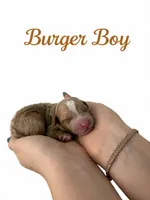 Burger Micro Mini , a male Miniature Goldendoodle for sale in Spring Hill, FL – 3 of 8