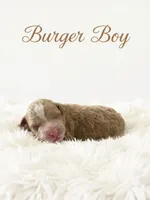 Burger Micro Mini , a male Miniature Goldendoodle for sale in Spring Hill, FL – 7 of 8