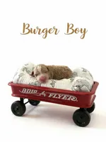 Burger Micro Mini , a male Miniature Goldendoodle for sale in Spring Hill, FL – 6 of 8