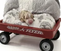 Burger Micro Mini , a male Miniature Goldendoodle for sale in Spring Hill, FL – 5 of 8