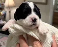 Ethan , a male Cavapoo for sale in Spring Hill, FL – 7 of 10
