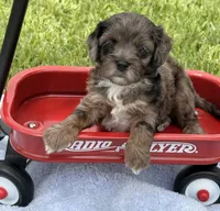 Echo , a male Cavapoo for sale in Spring Hill, FL – 10 of 10