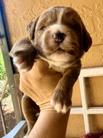 Truman, a male Miniature Bernedoodle for sale in Spring Hill, FL – 3 of 10