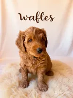 Waffles, a male Goldendoodle for sale in Spring Hill, FL – 2 of 10