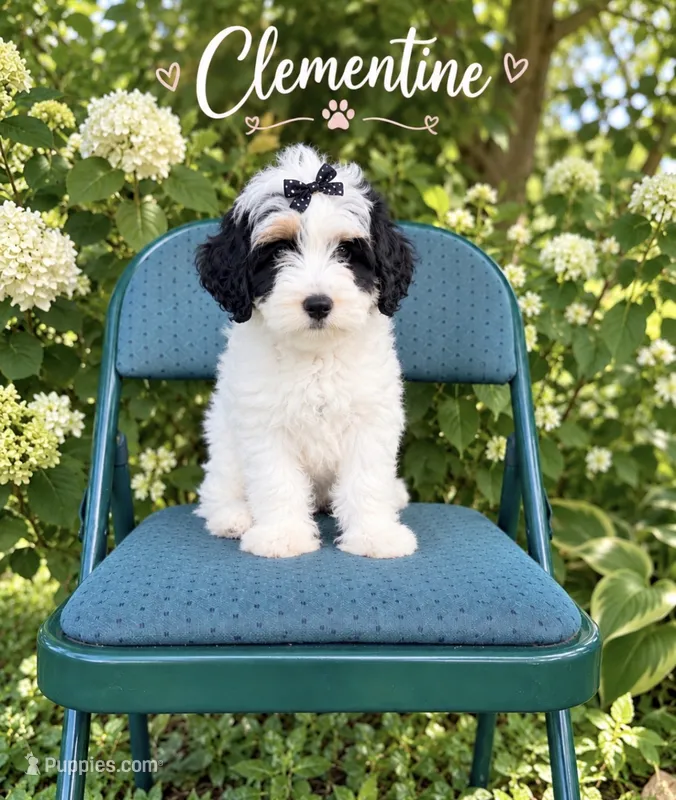 Clementine – Miniature Bernedoodle, Miniature Goldendoodle puppy for sale in Spring Hill, FL