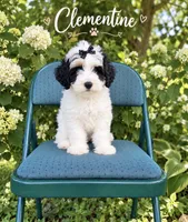 Clementine, a female Miniature Bernedoodle and Miniature Goldendoodle for sale in Spring Hill, FL – 1 of 10