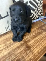 Eclipse , a male Miniature Bernedoodle and Miniature Aussiedoodle for sale in Spring Hill, FL – 10 of 10