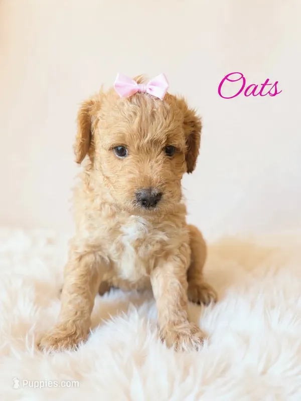Oats – Goldendoodle puppy for sale in Spring Hill, FL