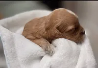 Ezra, a male Cavapoo for sale in Spring Hill, FL – 5 of 8
