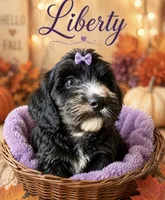 Liberty, a female Miniature Bernedoodle for sale in Spring Hill, FL – 4 of 10