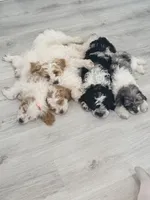 Malibu, a male Cockapoo and Cocker Spaniel for sale in Spring Hill, FL – 10 of 10