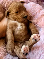 Starla, a female Miniature Bernedoodle for sale in Spring Hill, FL – 4 of 10