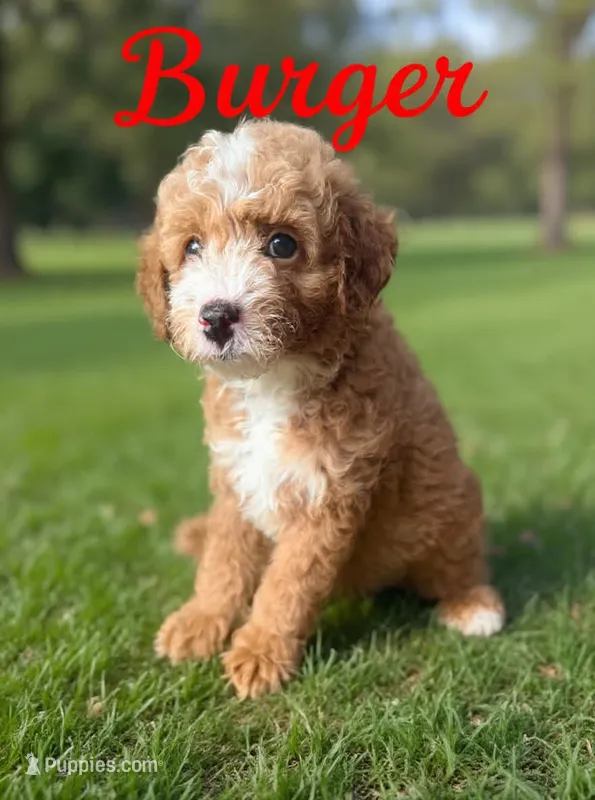 Burger – Miniature Goldendoodle puppy for sale in Spring Hill, FL