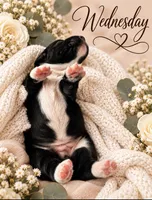 Wednesday , a female Miniature Dachshund for sale in Spring Hill, FL – 3 of 10