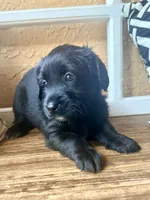 Selene (purple) , a female Miniature Bernedoodle and Miniature Aussiedoodle for sale in Spring Hill, FL – 5 of 10