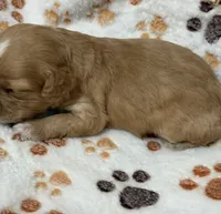 Ezra, a male Cavapoo for sale in Spring Hill, FL – 8 of 10