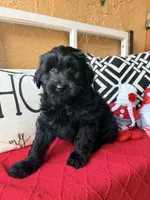 Yellow collar , a female Miniature Aussiedoodle and Miniature Goldendoodle for sale in Port Richey, FL – Photo 5 of 10