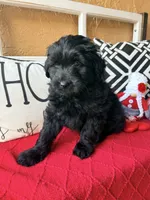 Yellow collar , a female Miniature Aussiedoodle and Miniature Goldendoodle for sale in Port Richey, FL – Photo 3 of 10