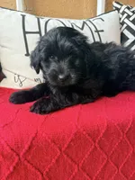 Yellow collar , a female Miniature Aussiedoodle and Miniature Goldendoodle for sale in Port Richey, FL – Photo 9 of 10