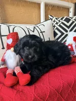 Yellow collar , a female Miniature Aussiedoodle and Miniature Goldendoodle for sale in Port Richey, FL – Photo 7 of 10