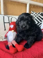 Yellow collar , a female Miniature Aussiedoodle and Miniature Goldendoodle for sale in Port Richey, FL – Photo 6 of 10