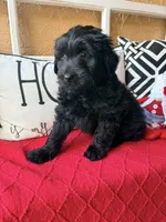 Yellow collar , a female Miniature Aussiedoodle and Miniature Goldendoodle for sale in Port Richey, FL – Photo 8 of 10