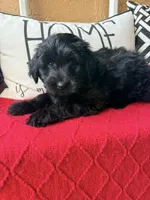 Yellow collar , a female Miniature Aussiedoodle and Miniature Goldendoodle for sale in Port Richey, FL – Photo 10 of 10