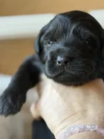 processed/4699521c-22d2-4a74-bf1a-62848d91c4e2/listing/51605fdd-b85b-48ed-8a13-d21d87ae3499/4d6feff8-bf3f-4576-9060-7d4577191a81