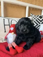 Yellow collar , a female Miniature Aussiedoodle and Miniature Goldendoodle for sale in Port Richey, FL – Photo 2 of 10