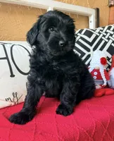 Yellow collar , a female Miniature Aussiedoodle and Miniature Goldendoodle for sale in Port Richey, FL – Photo 1 of 10