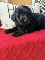 Yellow collar , a female Miniature Aussiedoodle and Miniature Goldendoodle for sale in Port Richey, FL – Photo 4 of 10