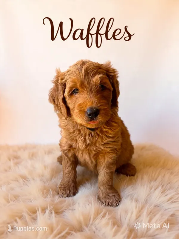 Waffles – Goldendoodle puppy for sale in Spring Hill, FL